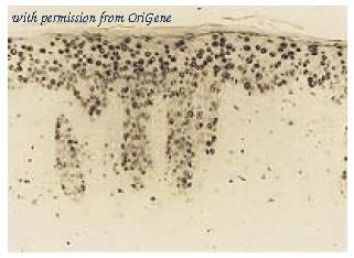 OriGene AM20226PU-S image 1