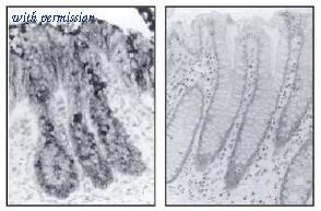 OriGene AM20232PU-N image 1