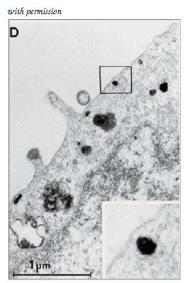 OriGene AM20237PU-N image 1