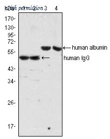 OriGene AM20434SU-N image 1