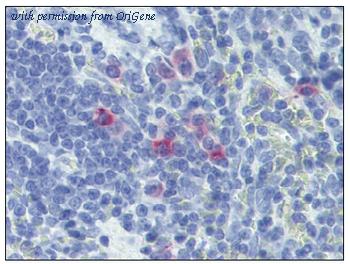 OriGene AM20534AF-N image 1