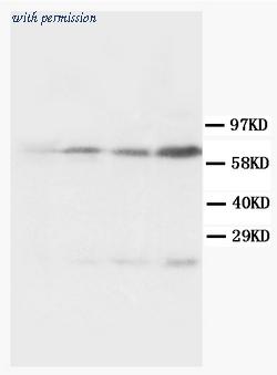 OriGene AM20586PU-N image 1