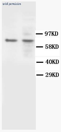 OriGene AM20589PU-N image 1