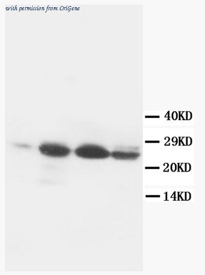 OriGene AM20590PU-N image 1