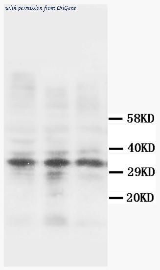 OriGene AM20594PU-N image 1