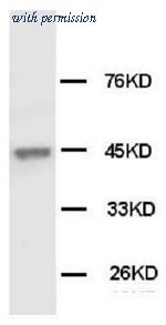 OriGene AM20608PU-N image 1