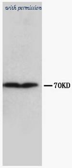 OriGene AM20612PU-N image 1