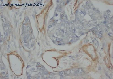 OriGene AM20613PU-N image 1