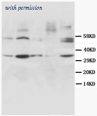 OriGene AM20616PU-N image 1