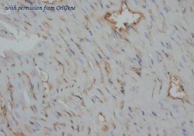 OriGene AM20619PU-N image 1