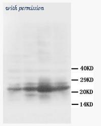 OriGene AM20622PU-N image 1
