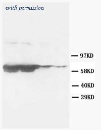 OriGene AM20624PU-N image 1