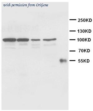 OriGene AM20646PU-N image 1
