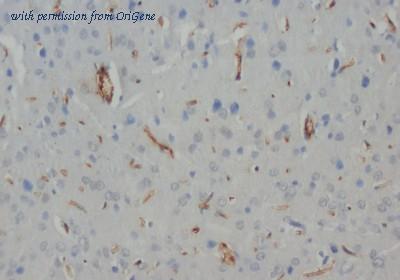 OriGene AM20650PU-N image 1