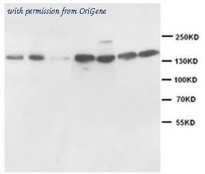 OriGene AM20651PU-N image 1