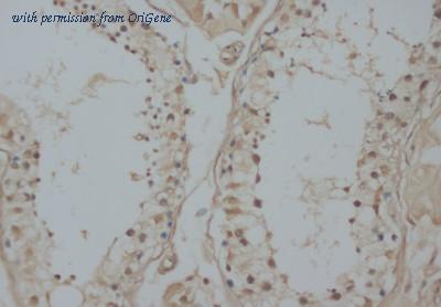OriGene AM20652PU-N image 1