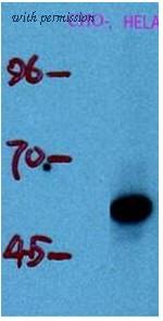 OriGene AM20653PU-N image 1