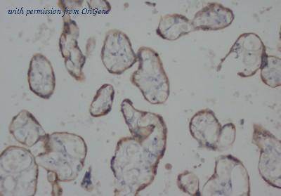 OriGene AM20659PU-N image 1
