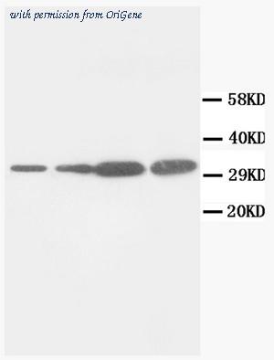 OriGene AM20660PU-N image 1