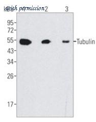 OriGene AM20679PU-N image 1