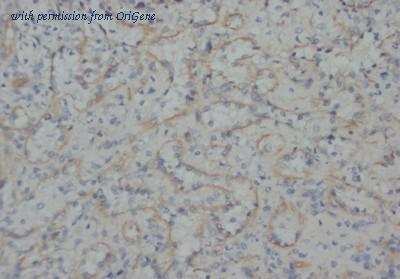 OriGene AM20684PU-N image 1