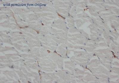 OriGene AM20687PU-N image 1