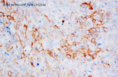 OriGene AM20689PU-N image 1
