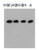 OriGene AM20711PU-N image 1