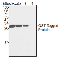 OriGene AM20779PU-S image 1