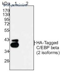 OriGene AM20783PU-N image 1