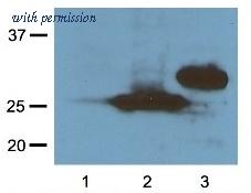 OriGene AM20837PU-N image 1