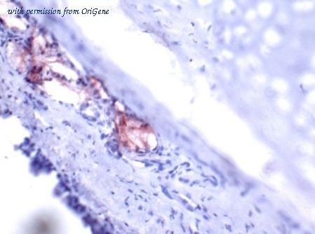 OriGene AM21051PU-N image 1