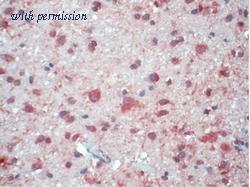 OriGene AM21055PU-N image 1