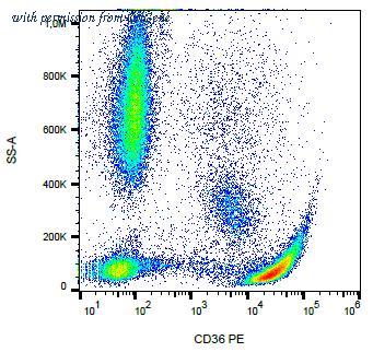OriGene AM26005RP-N image 1
