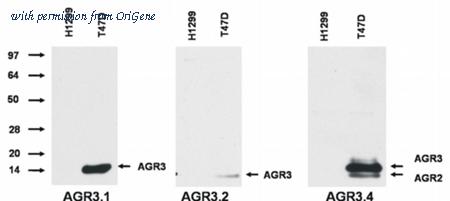 OriGene AM26019PU-N image 1