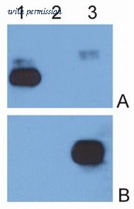 OriGene AM26025PU-N image 1