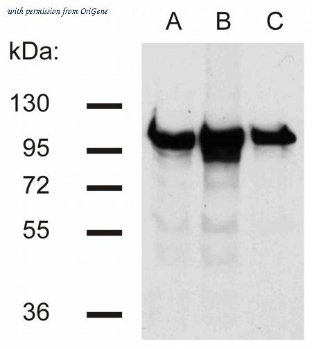 OriGene AM26027PU-N image 1