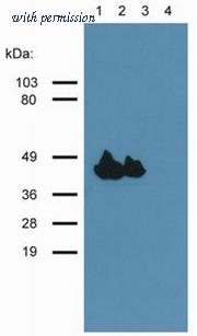 OriGene AM26032PU-N image 1