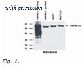 OriGene AM26034PU-N image 1