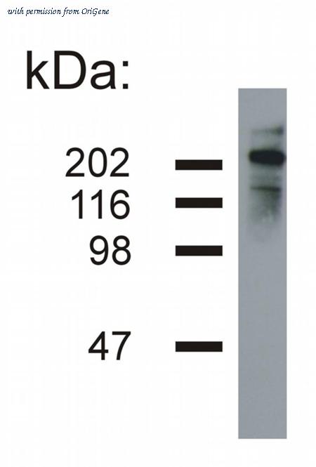 OriGene AM26036PU-N image 1