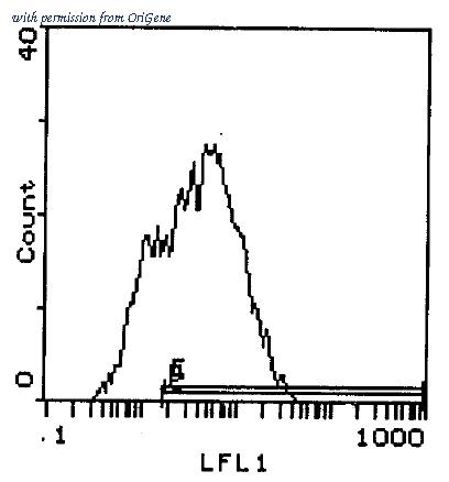 OriGene AM26037PU-M image 1