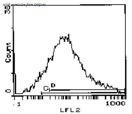 OriGene AM26037RP-S image 1
