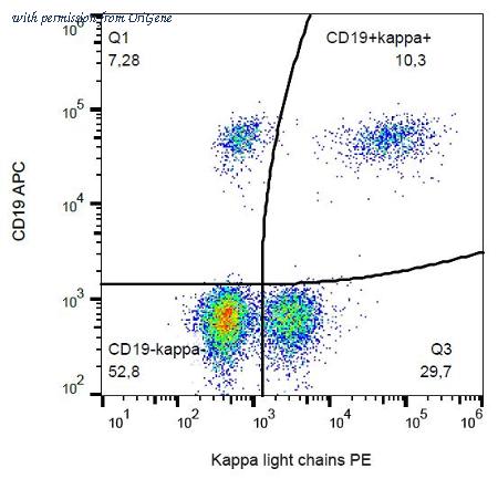 OriGene AM26044RP-N image 1