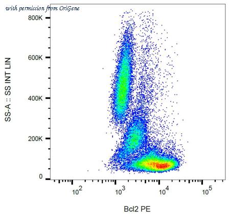 OriGene AM26046RP-N image 1