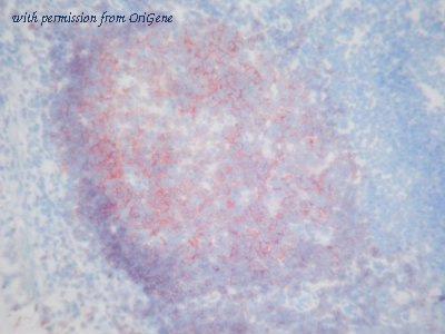 OriGene AM26049PU-N image 1
