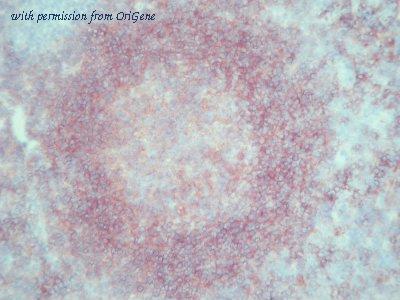 OriGene AM26051PU-N image 1