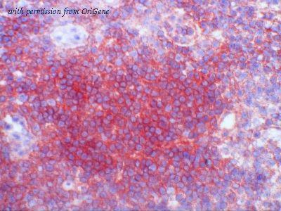 OriGene AM26052BT-N image 1