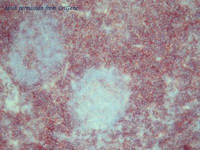 OriGene AM26052PU-N image 1