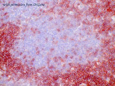 OriGene AM26053BT-N image 1
