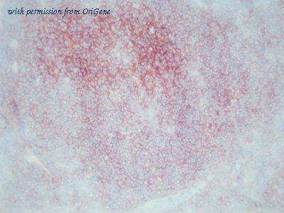 OriGene AM26056PU-N image 1